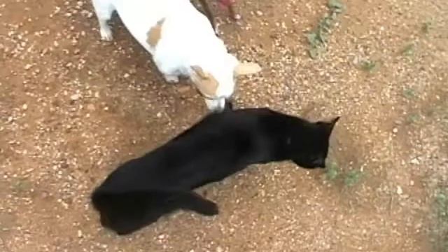 Git Da Cat смотреть онлайн