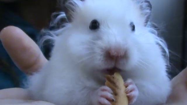 Как кушает хомячек )))))))))))))