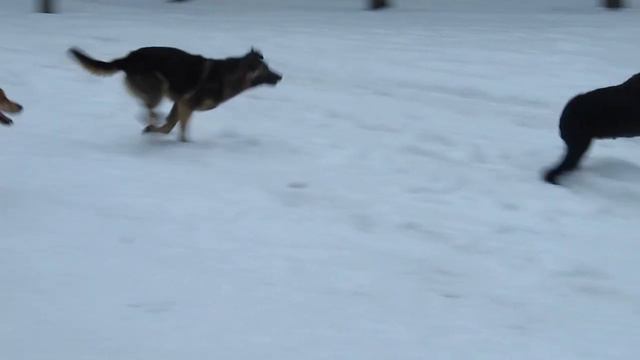 питомник Роман-Кош. Роман-Кош Жермон Бронже. Винница. Игры с женихами смотреть онлайн