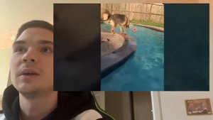 Почему собаки защищают детей от своих же хозяев