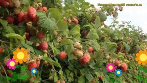 Малина обыкновенная Октавия. Краткий обзор, описание характеристик, где купить саженцы Oktaviia