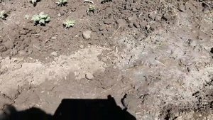 Хризантема. Высадка рассады и прищипка.