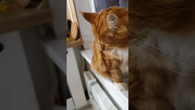 Кот Ричи Мейн кун задний ход - Cat Richie Maine coon goes backforth