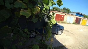 Микро огород на крыше гаража, сбор урожая