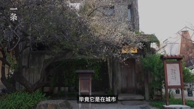 Храм Будды в Тайчжуне смотреть онлайн