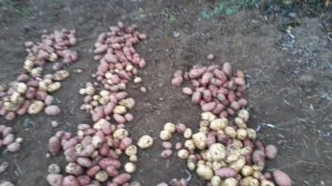 Картофель в пойме реки