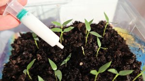 Капля этого настоя сделает рассаду красивой и здоровой! Подкормка рассады томатов яичной скорлупой!