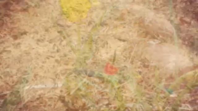 Одинокие цветы смотреть онлайн