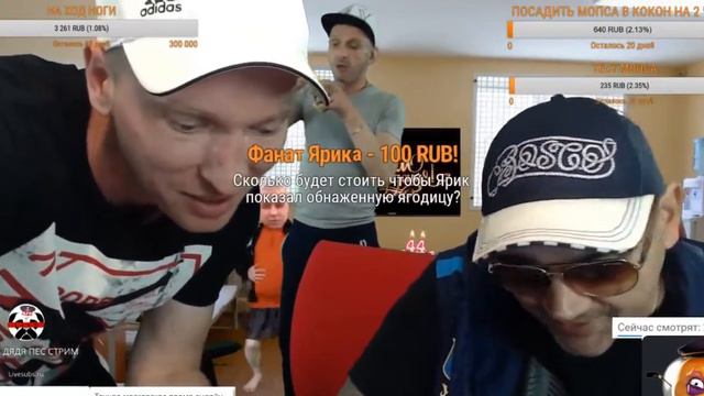 МОПС ДЕНЬ РОЖДЕНИЯ 09.06.2017 СТРИМ смотреть онлайн