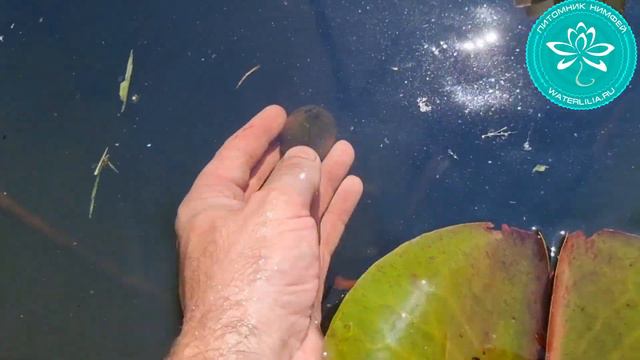 Присвоил имя моему гибриду 2020 года, нимфея WLK Harmony. Селекция нимфей Хох Константина смотреть онлайн