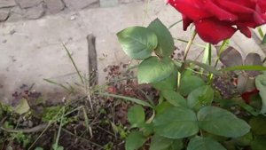 настоящие листья розы, художественная ковка, кованые изделия,кованые элементы, кондуктор,кузнец