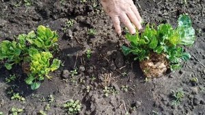 Как получить семена кормовой свеклы