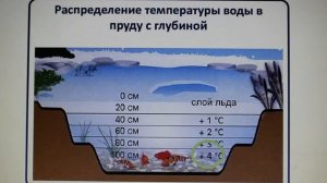 Физика 8 кл(2019г)Пер §4 Упр 3 № 3.Почему вода не замерзает под толстым слоем льда _