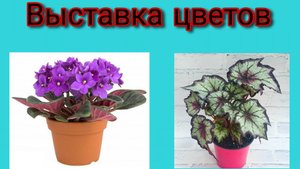 Собираемся на выставку цветов Новороссийск