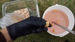 Посадка лука севка. Выращивание лука на перо и репку