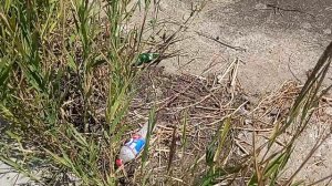 Дебилы- недоноски на Городовиковском водохранилище!!! Хрюкать не забыли? 16.08.2024 г.