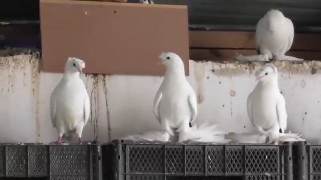 Хвостатые и Хохлатые голуби Алиева Арслана в Махачкале! Краснохвостые и Чернохвостые! смотреть онлайн