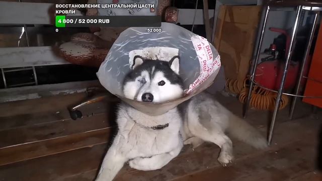 будем сегодня запекать картошку  в компании хаски