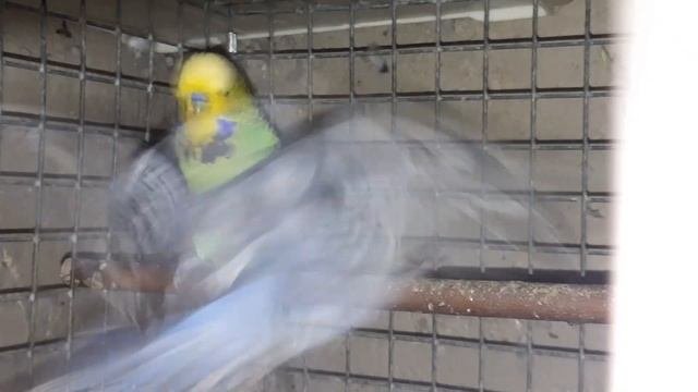#44 Купил выставочного волнистого попугая