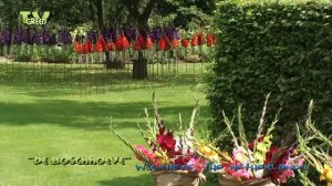 Flora View - De Boschhoeve Gladiolenfestijn - Gladiolen - Gladiolus