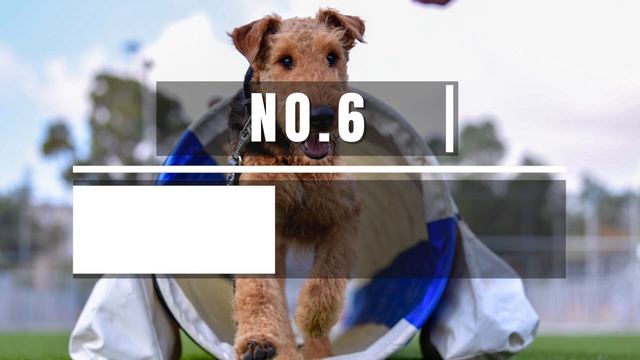 12 Things Only Airedale Terrier Dog Owners Understand смотреть онлайн