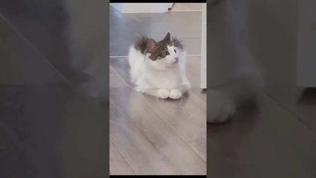 смешная озвучка котиков все видео моиИграет роль котик Лапа дух вставалки и подписка