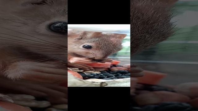 Бельчонок кушает орешек