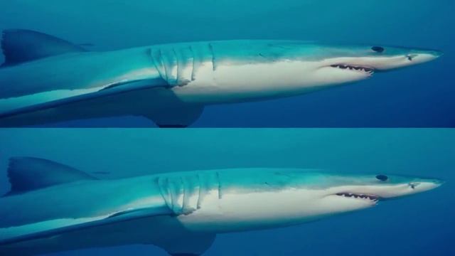 3D ПОДВОДНЫЙ МИР для телевизоров LG смотреть онлайн