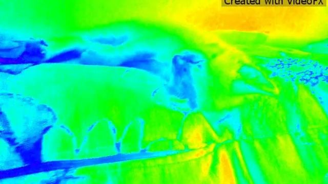 Любимый котёнок! смотреть онлайн