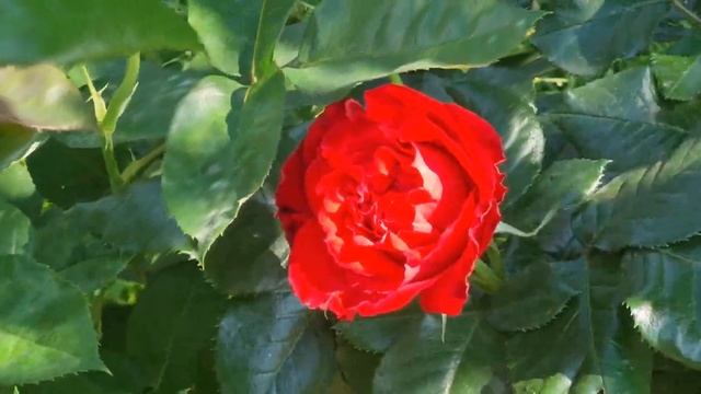 РОЗОЧКА ? ЛА ВИЛЛА КОТА ? ? смотреть онлайн