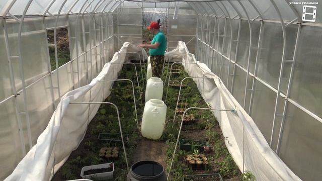 КАК ПРОСТО ИЗБАВИТЬСЯ ОТ СОРНЯКОВ? УКРЫТИЕ ОТ ВОЗВРАТНЫХ ЗАМОРОЗКОВ. САД (ОГОРОД) И ТЕПЛИЦА 13-21 смотреть онлайн