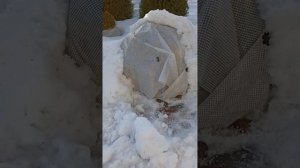 Пробуждаем гортензии