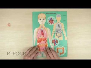 Магнитная игра анатомия