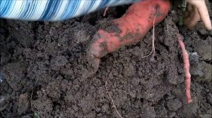 Батат.Первая копка основного урожая 2020 года.