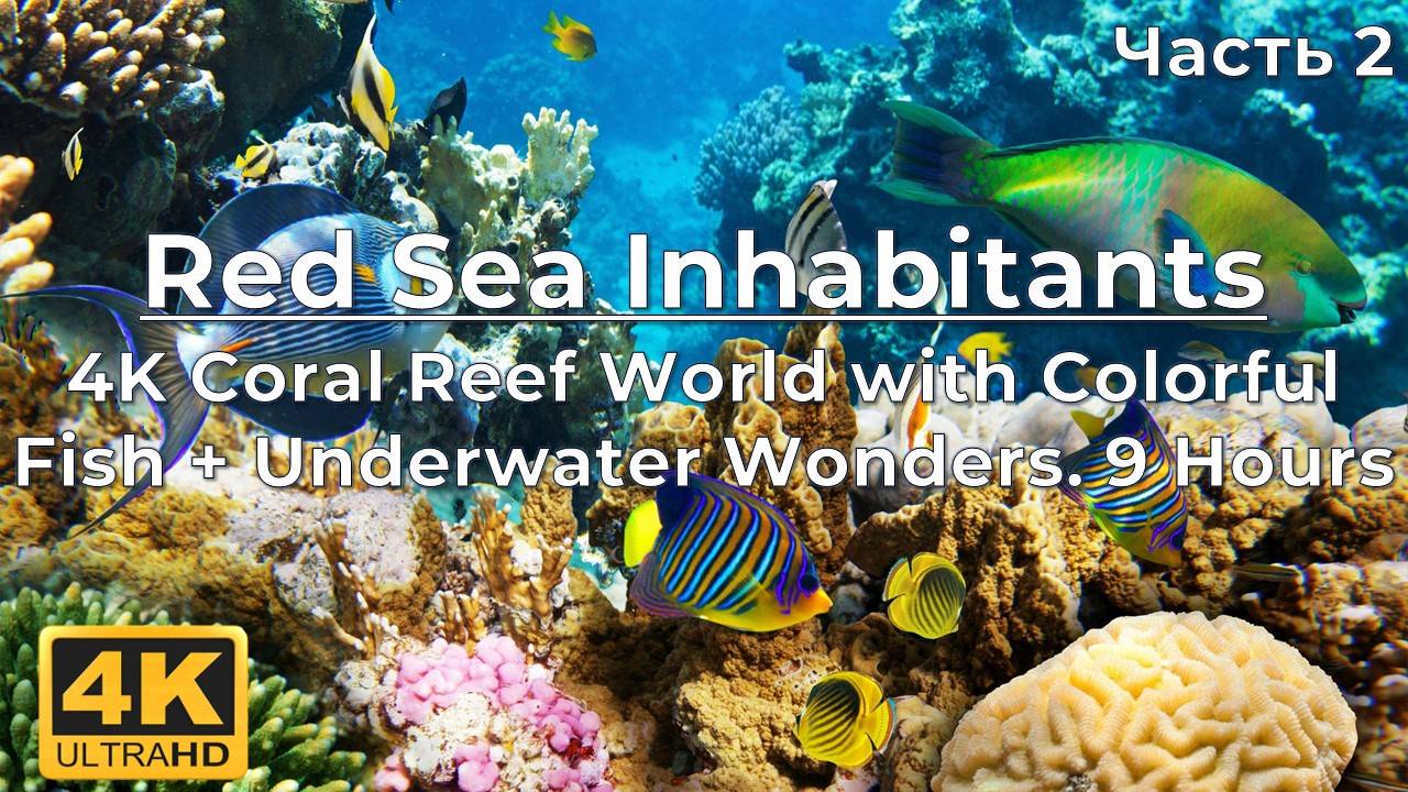 9 Hours of Red Sea Inhabitants - 4K Coral Reef World with Colorful Fish + Underwater Wonders - #2