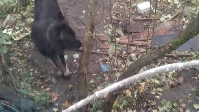 Бездомные собаки... Пришёл красивый бородатик... смотреть онлайн
