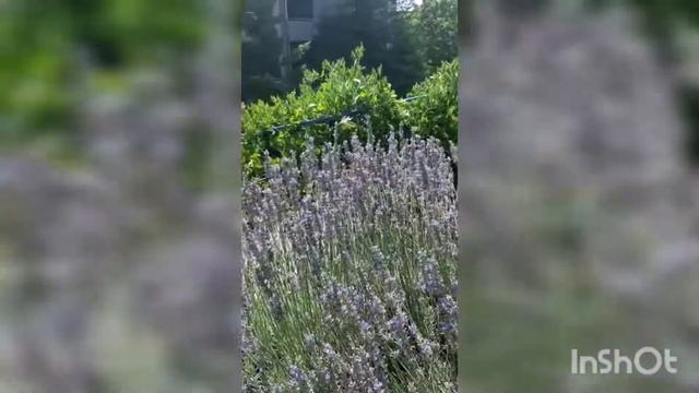 Колибри.Краснодарский край.Очень редкое явление!!