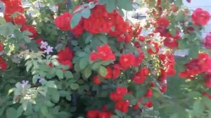 Цветение клематисов Виль де Лион, Лютер Бербанк, Пиилу, Темпанейшен, Комтесс де Бушо, Хегли Хебрид.