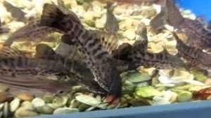 Сом Таракатум - содержание!