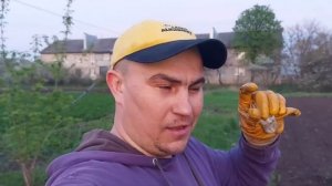 Как садить картошку чтобы не было жуков)))))