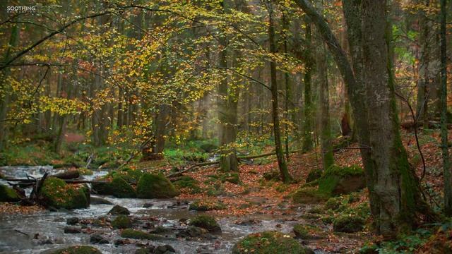 The Eagle: Fantasy Flute Music with Birds Singing & Relaxing Nature смотреть онлайн