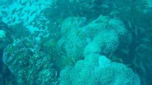 Маска для дайвинга "Scuba Series HD320" Liquid image