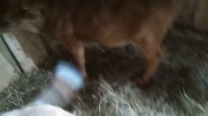 Сколько стоят бычки?