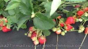 ИРМА ремонтантный сорт клубники