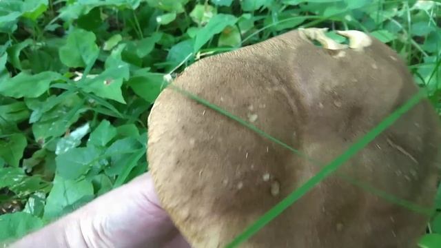 Белые грибы продолжают радовать! 06.07.2022 смотреть онлайн