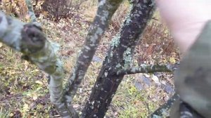 Очищаю сливу от лишайника