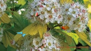 Пузыреплодник калинолистный (physocarpus opulifolius) ? обзор: как сажать, саженцы пузыреплодника