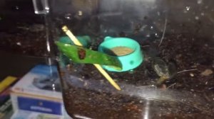 Японские сверчки