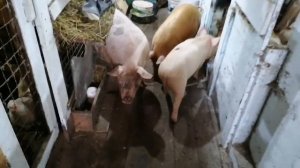 Я в шоке! Когда узнала возраст поросят.