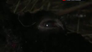 Чупакабра в Московской области